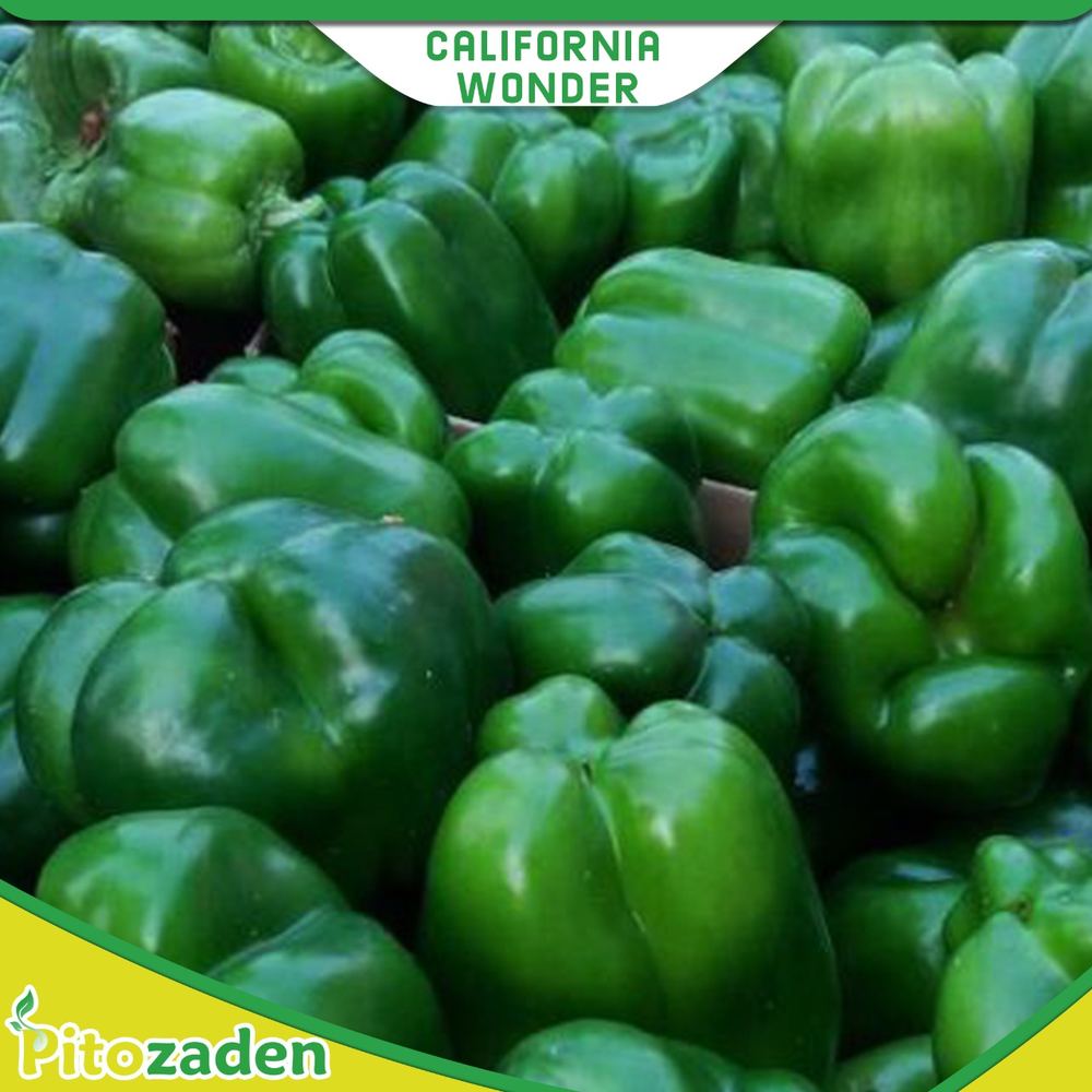 Heirloom California Wonder — CALIFORNIA WONDER