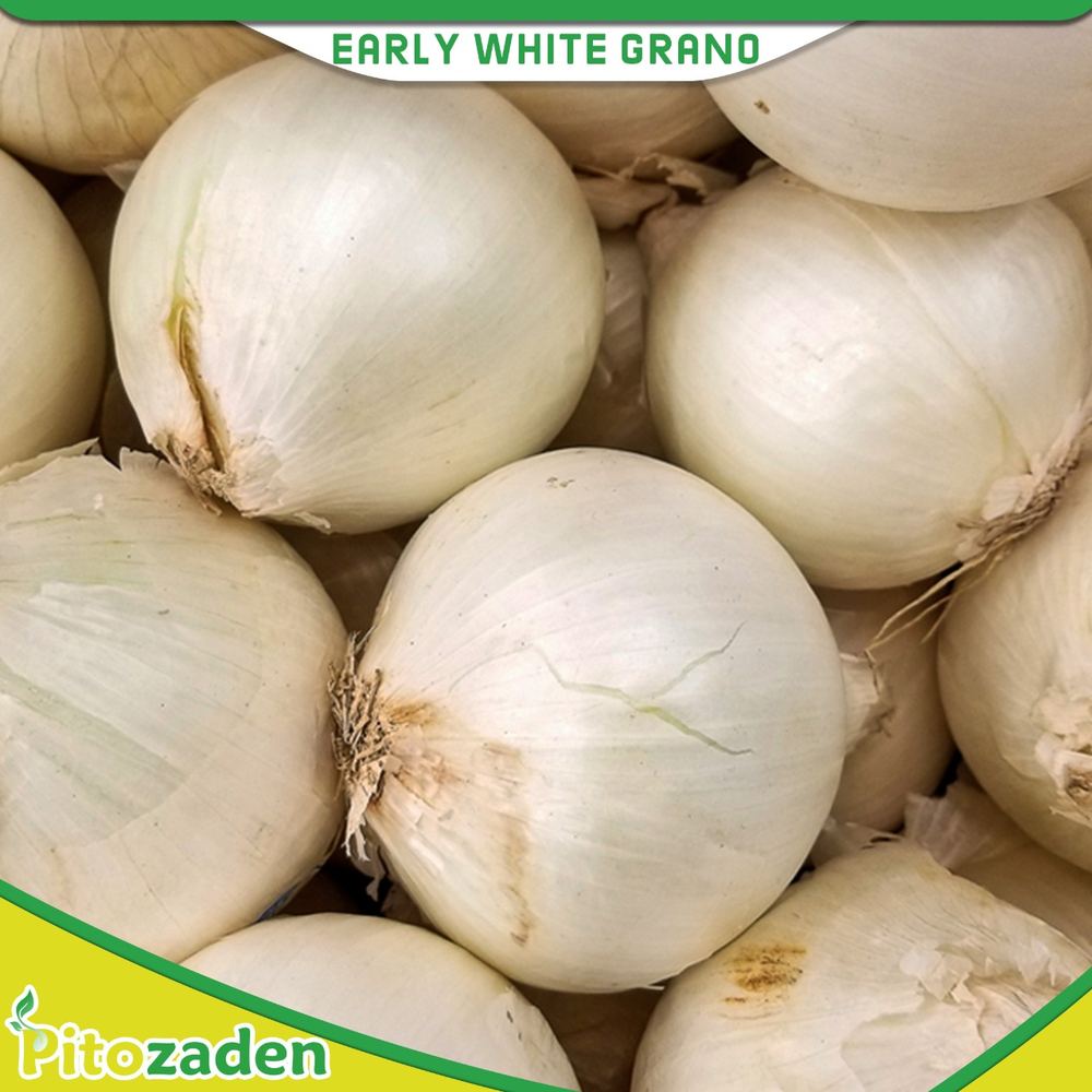 Classic White Onion, Low Pungency — EARLY WHITE GRANO