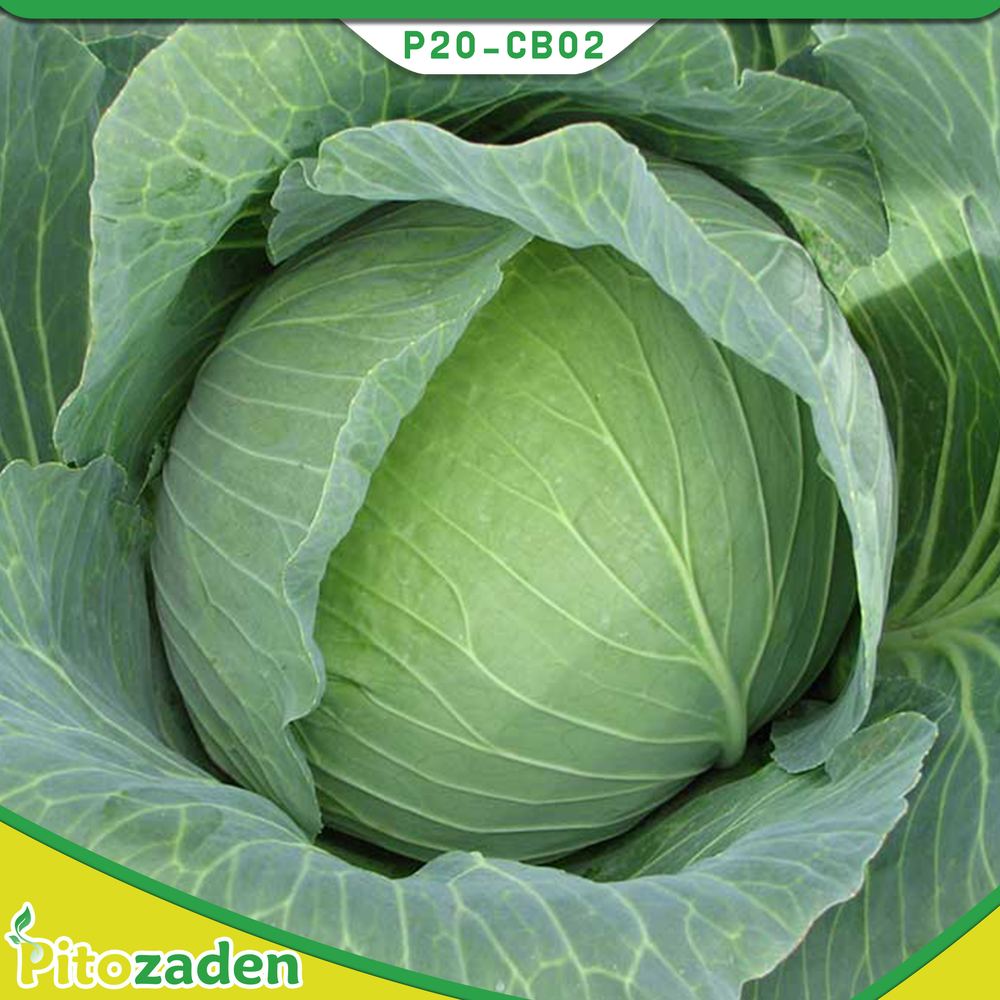 Cabbage — P20-CB02