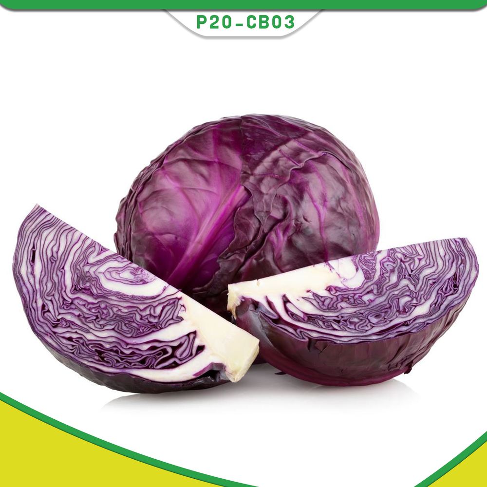Red Cabbage — P20-CB03