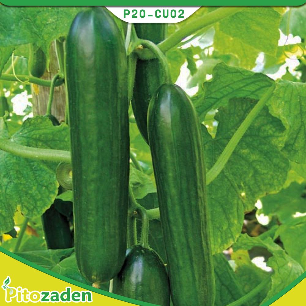 Greenhouse Cucumber — P20-CU02