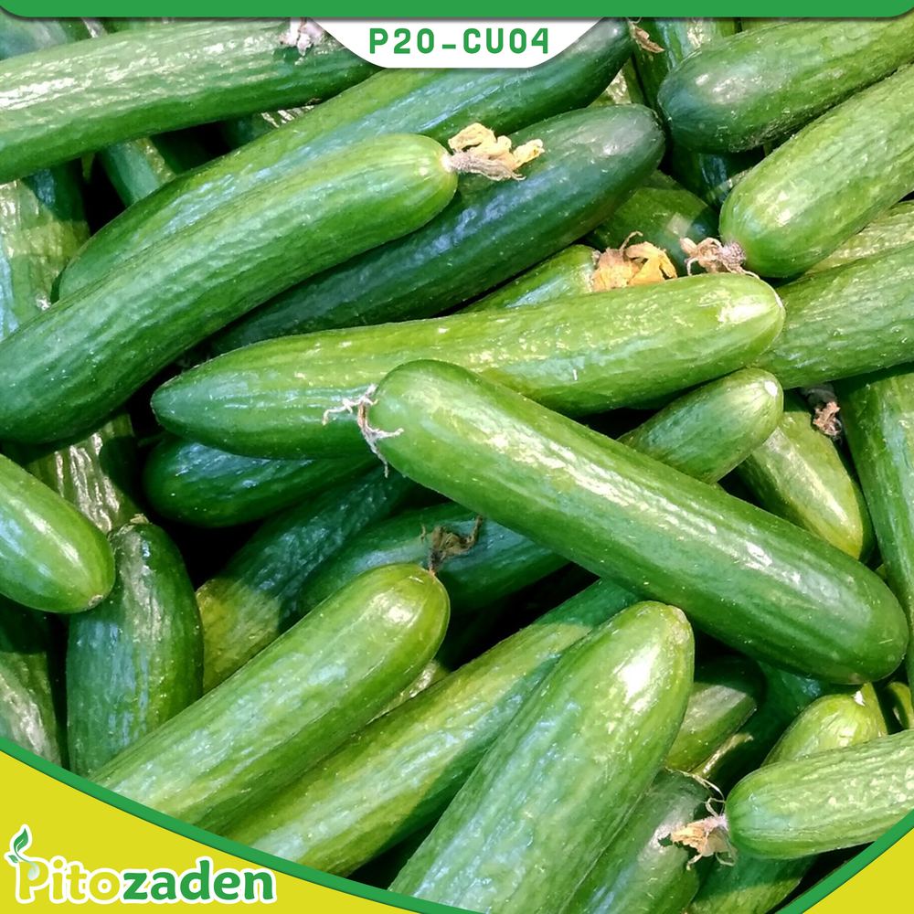 Open Field Cucumber — P20-CU04