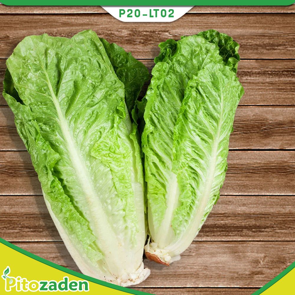 Lettuce — P20-LT02