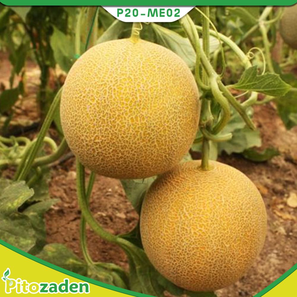 Galia Type Melon — P20-ME02