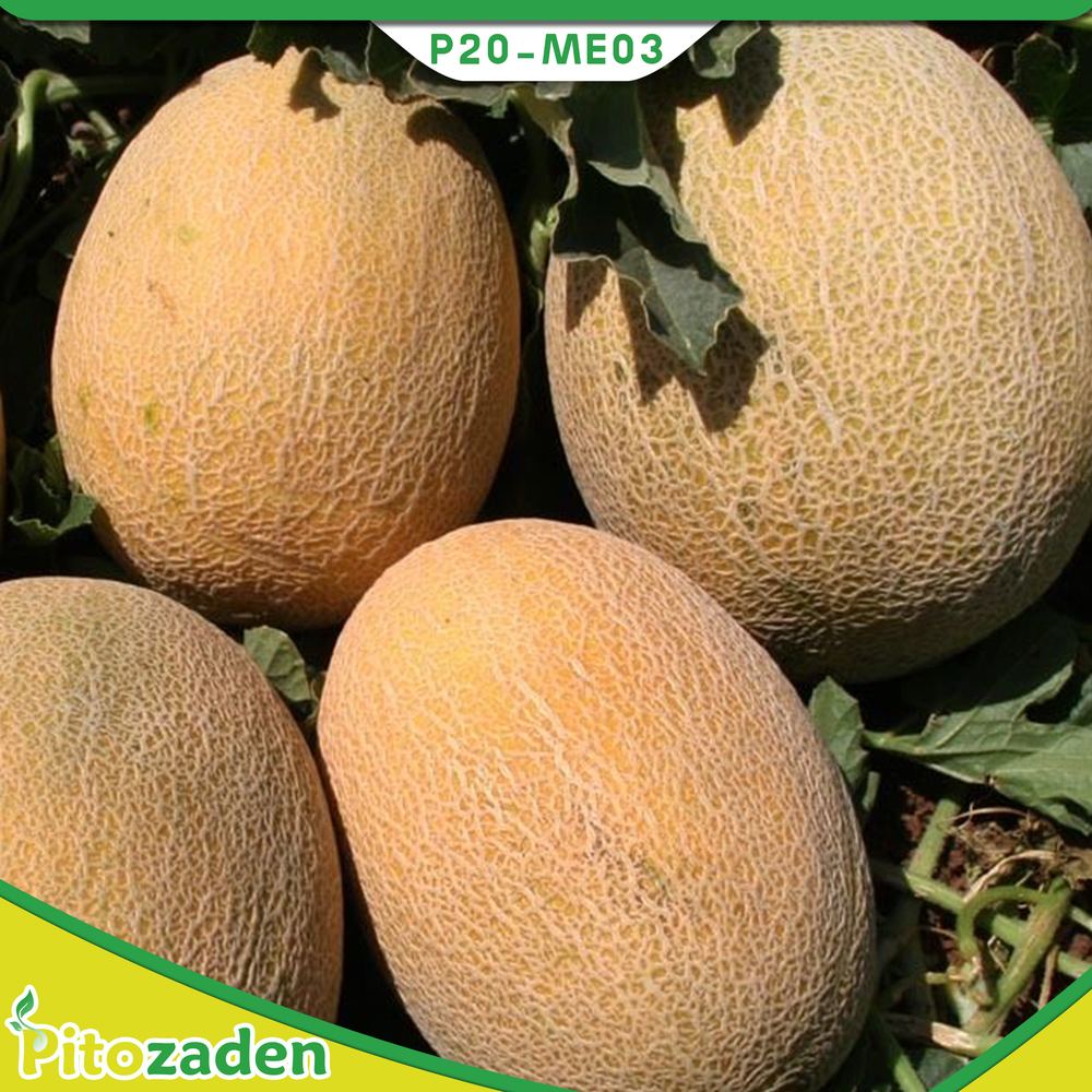 Ananas Type Melon — P20-ME03