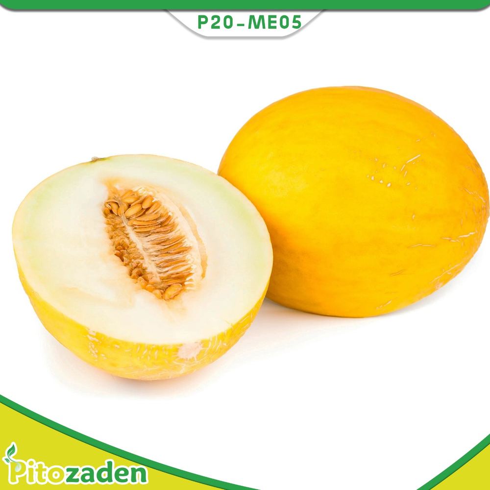 Canary Type Melon — P20-ME05