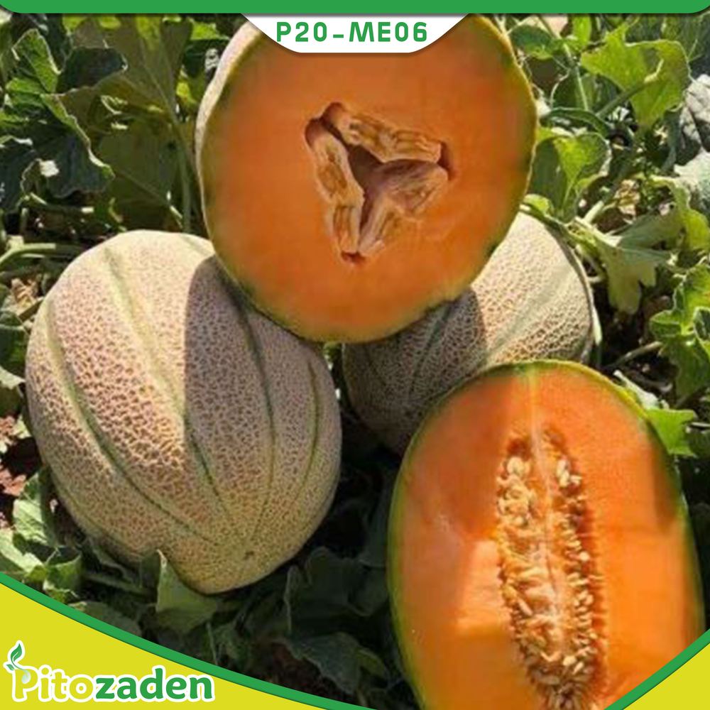 Italian Type Melon — P20-ME06