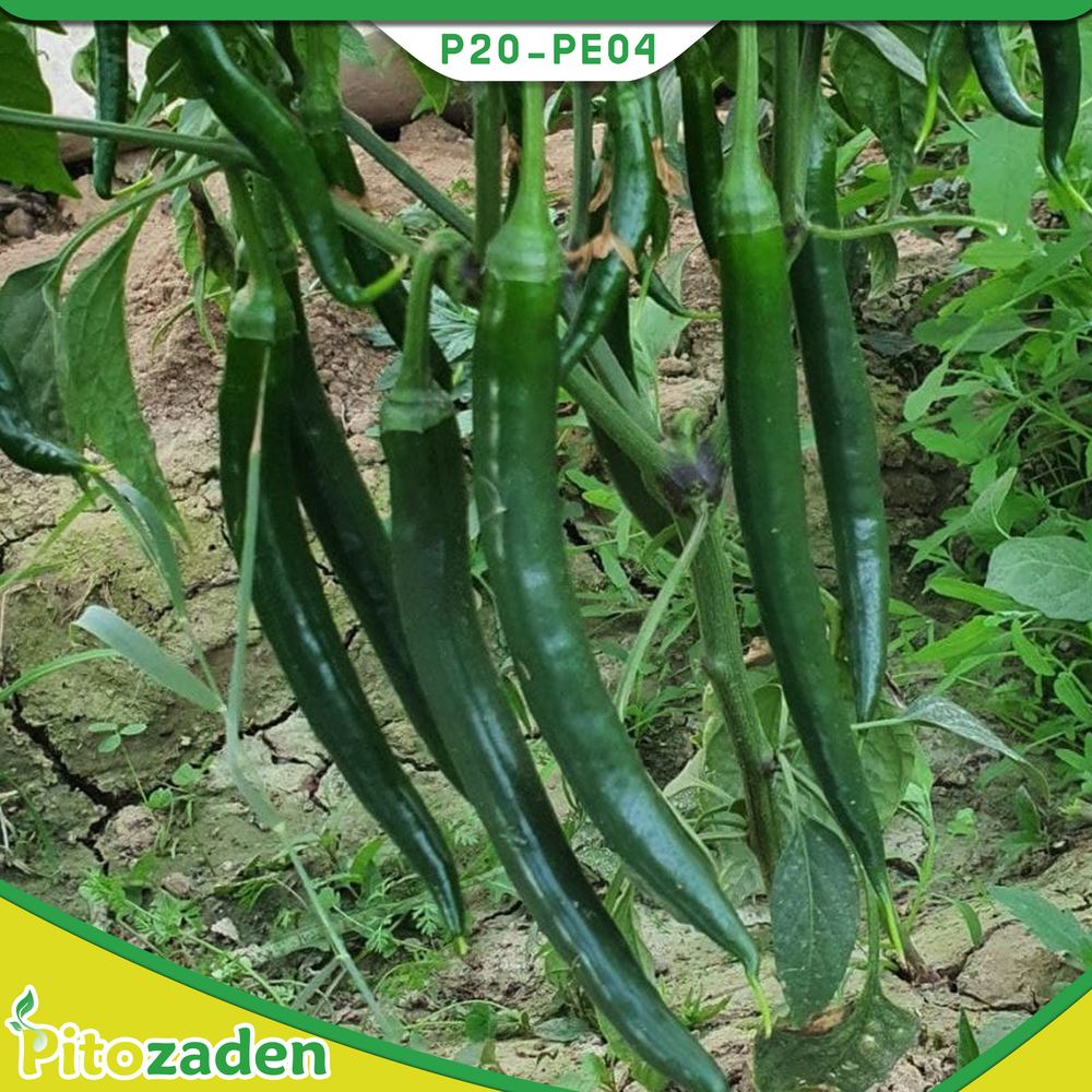 Hot Pepper — P20-PE04