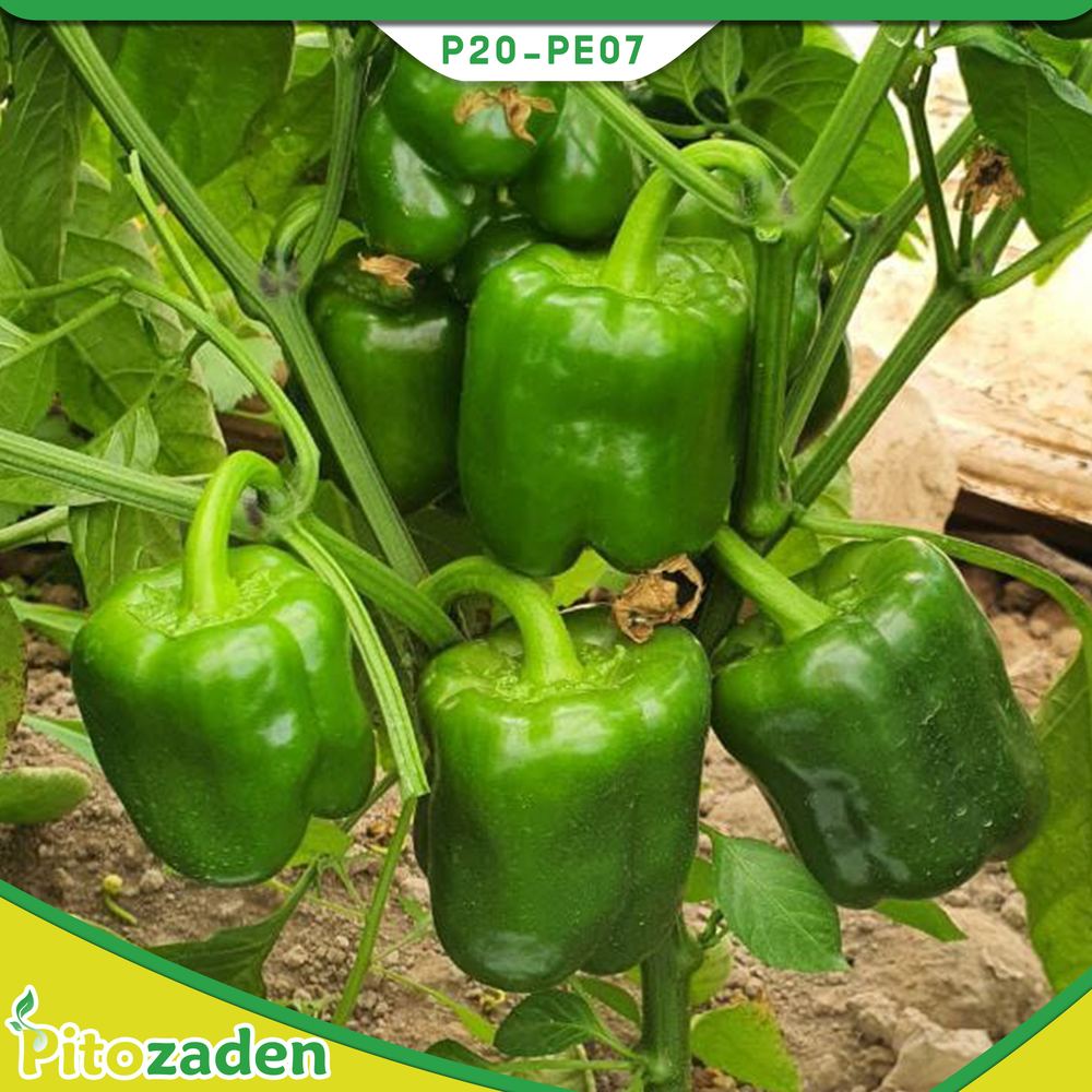 Sweet Pepper — P20-PE07