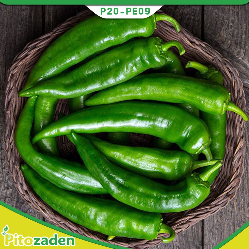 Sweet Pepper — P20-PE09
