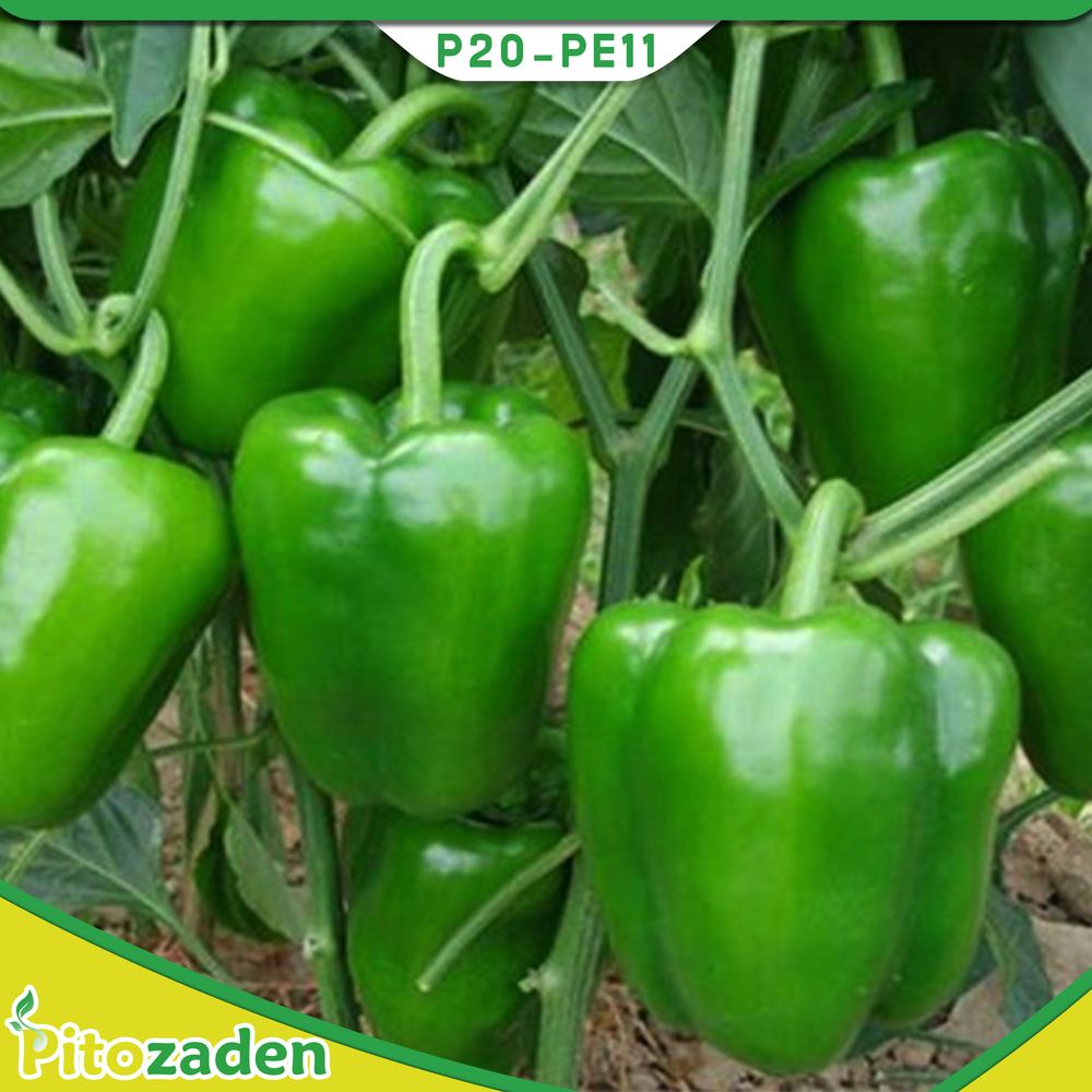 Sweet Pepper — P20-PE11