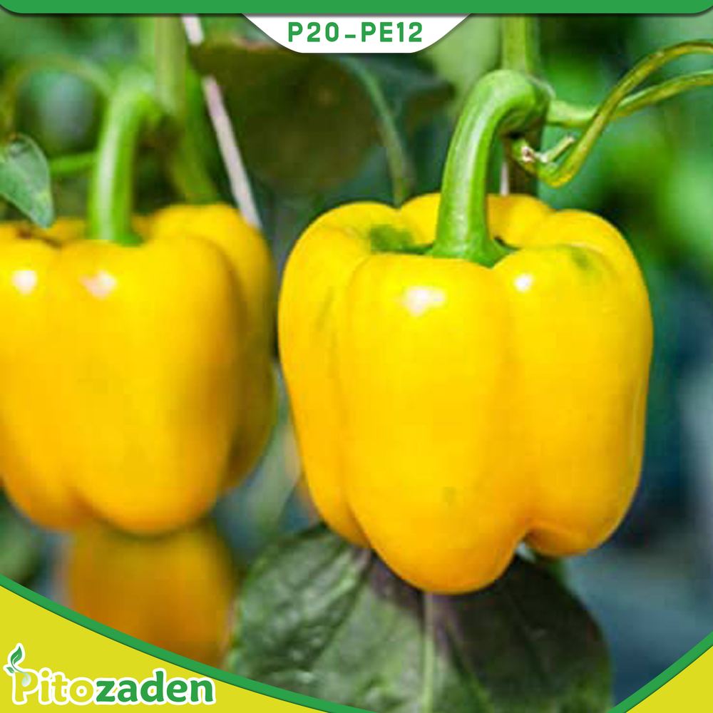 Sweet Pepper — P20-PE12