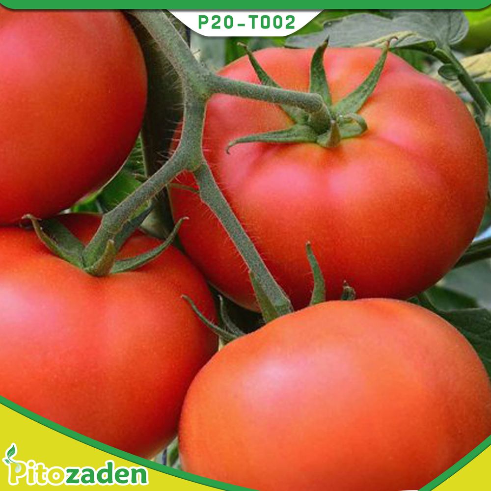 Det. Tomato — P20-TO02