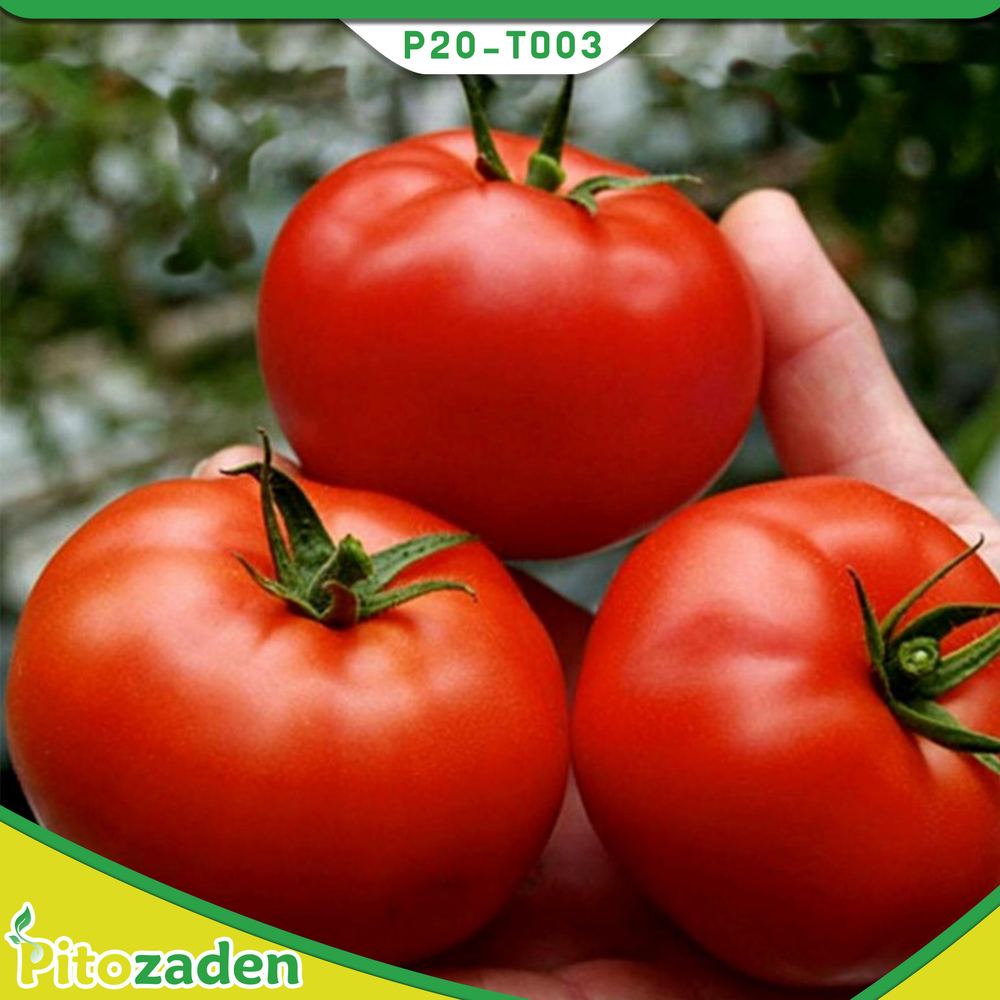 Det Tomato — P20-TO03