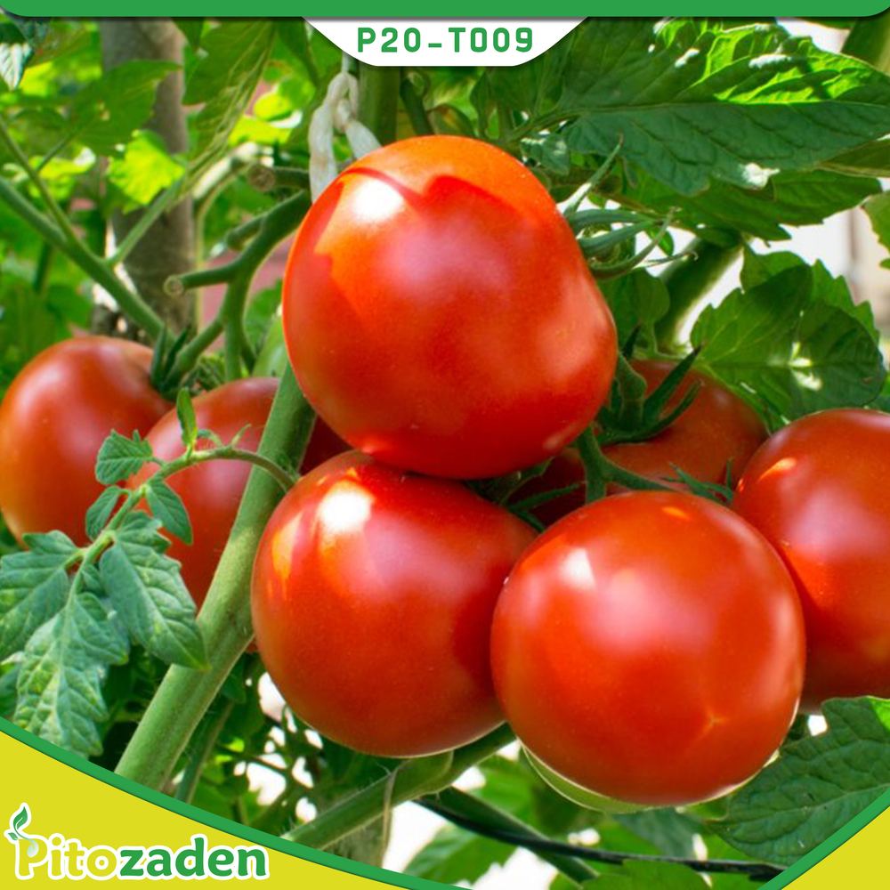 Det. Tomato — P20-TO09