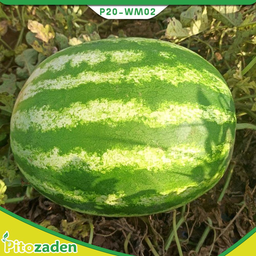 Crimson Sweet Watermelon — P20-WM02