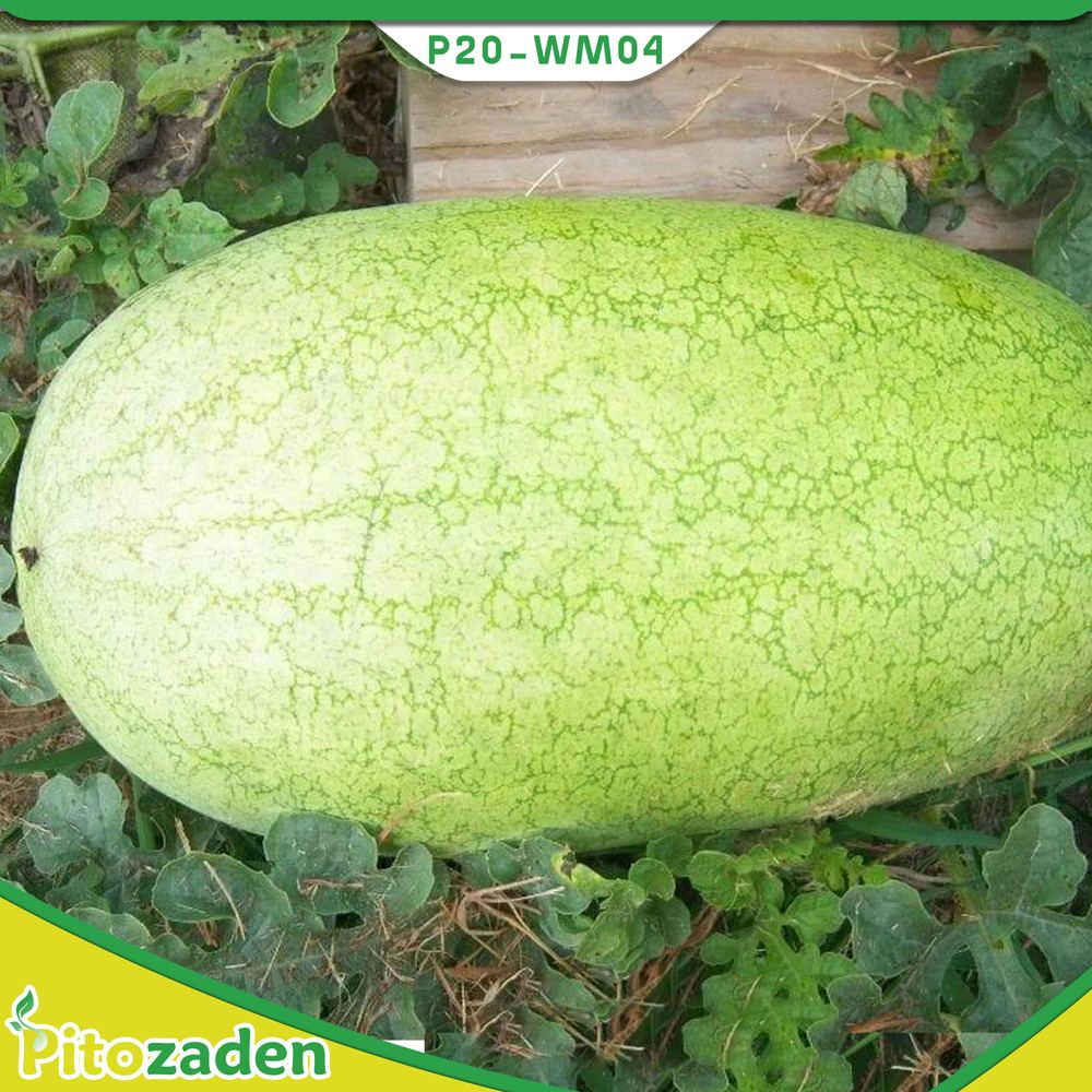 Charleston Grey Watermelon — P20-WM04