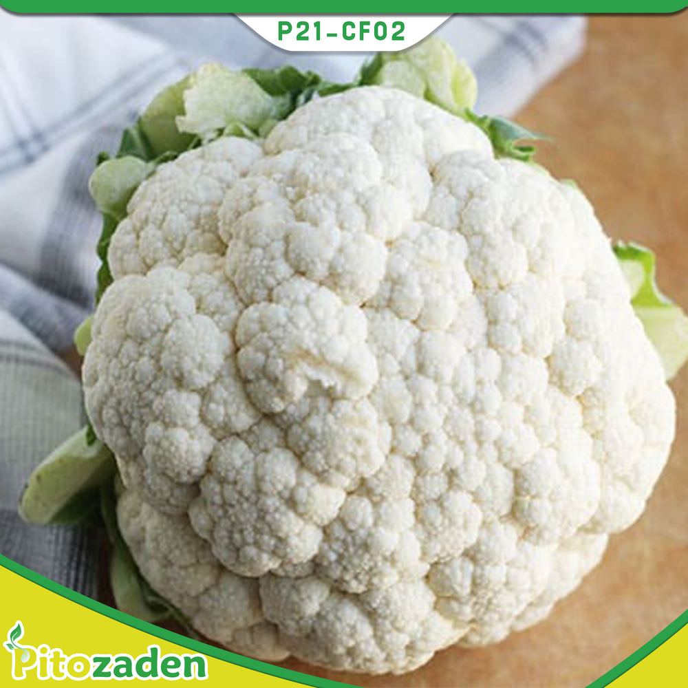 Cauliflower — P21-CF02