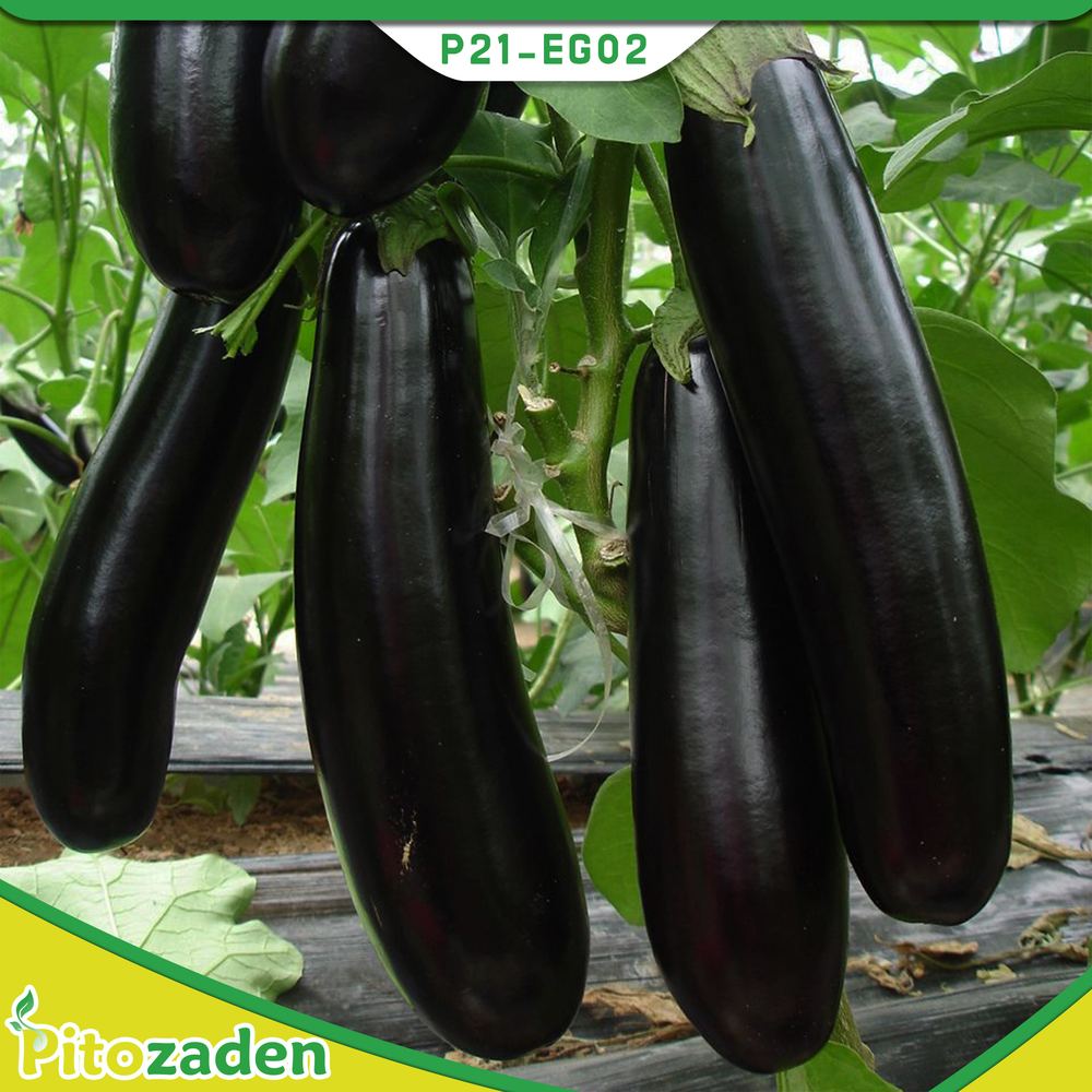 Eggplant — P21-EG02