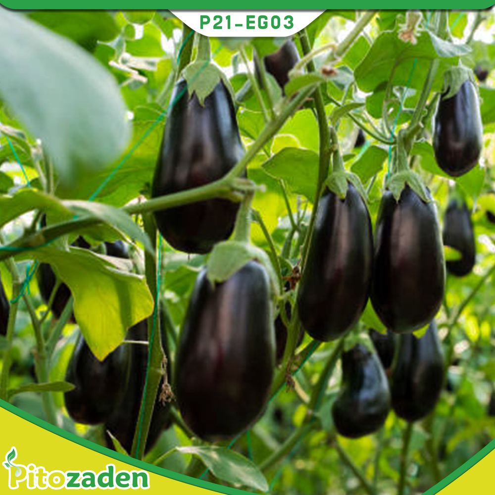 Eggplant — P21-EG03