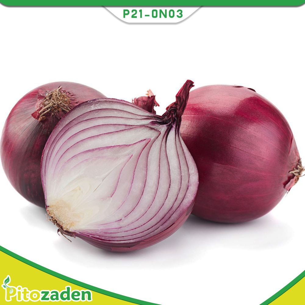 Red Onion — P21-ON03