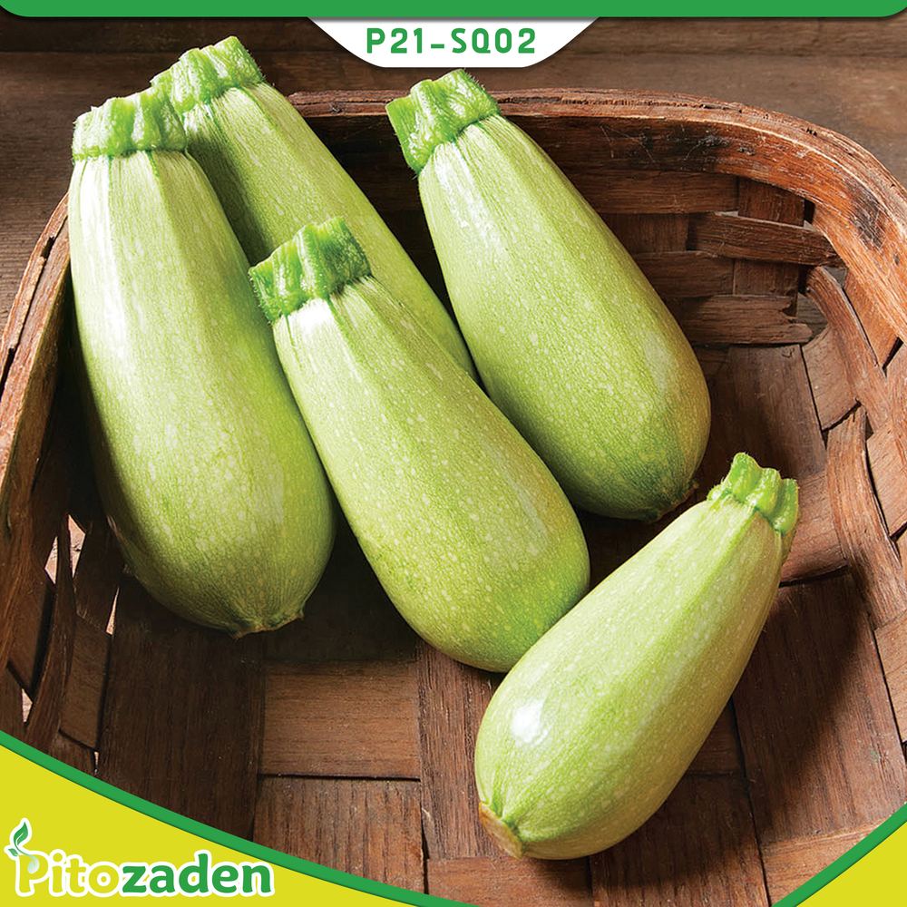 Bulbous Type Squash — P21-SQ02