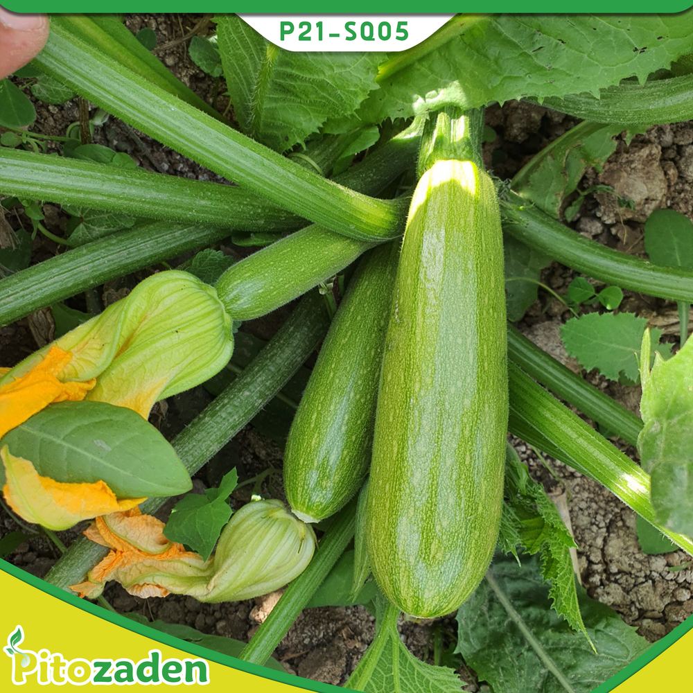 Cylindrical Type Squash — P21-SQ05